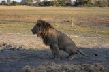 Seba - Male Lion and calls of nature Seba - Male Lion and calls of nature